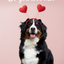 The Valentine Courtier Bernese Mountain Dog portrait