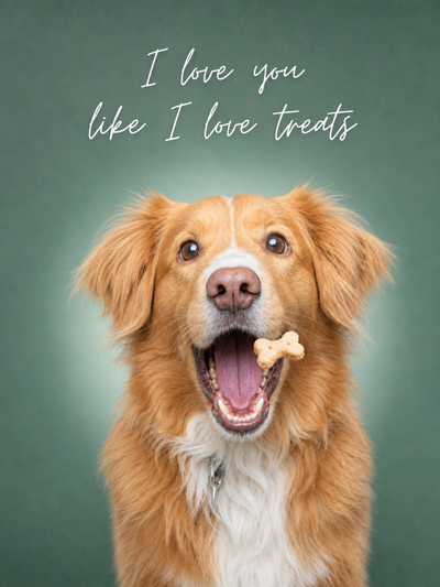 The Treat-Obsessed Canine none portrait