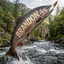 The Mighty Salmon Brandon portrait