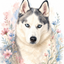 The Arctic Duchess Siberian Husky portrait