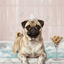 The Roman Emperor Pug portrait