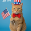 The Founding Father Ginger Tabby portrait